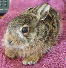 Bildergebnis für feldhase bilder