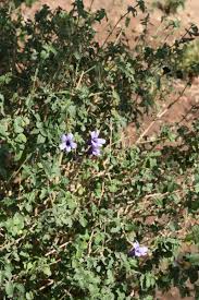 Image result for Dyschoriste thunbergiiflora