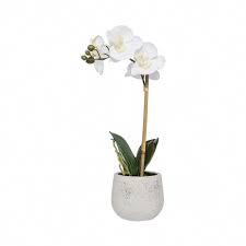 Orchids For Sale Tesco Orchids Beautiful Orchids Orchids Orchid Care