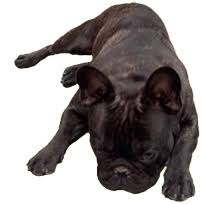 Important To Know Kennels Favourite Prof Pet Corporation