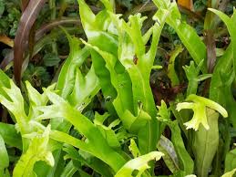 Image result for Microsorum punctatum
