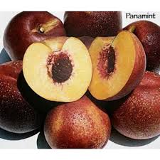As i already said, most fruits are like this, but it is especially true for nectarines. Panamint Nectarine For Sale From Paradise Nursery