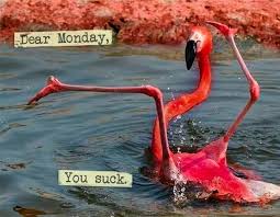 37 Funny Memes Pics Oh Yes You Will Laugh Team Jimmy Joe Funny Flamingo Funny Animal Memes Bones Funny