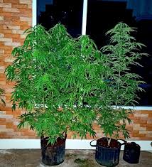 Photos of your Grow in Thailand - Page 4 - Thailand Cannabis Forum -  Thailand News, Travel & Forum - ASEAN NOW