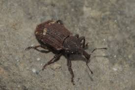 Image result for Plinthus