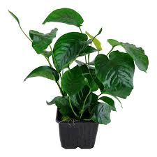 Image result for Hyparrhenia barteri