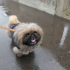 Image result for pekingese