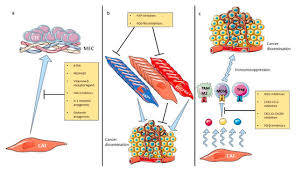 The american cancer society couldn't do what we do without the support of our partners. Cancers Free Full Text Cancer Associated Fibroblasts Accomplices In The Tumor Immune Evasion Html