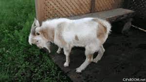 Goat Exe Has Stopped Working Funny Animal Images Funny Animals Animals