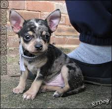 Chihuahua puppies for sale, chihuahua puppies are popular thanks to their tiny frames and lively attitudes. Baby Barty Blue Merle Chihuahua Puppy Portrait Chihuahua Puppies Merle Chihuahua Blue Merle Chihuahua