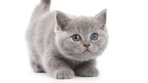 Cute dogs wallpapers images for widescreen. British Shorthair Kitten Cute Squat Hd Cat Wallpaper