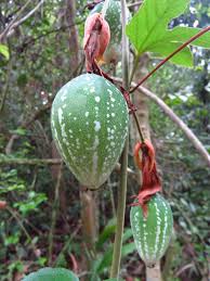 Image result for Passiflora vitifolia