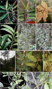 Image result for Pentaphylacaceae