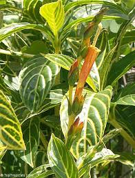 Image result for Sanchezia speciosa
