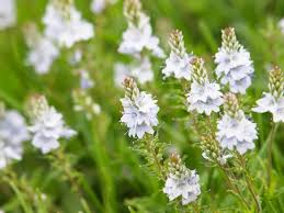 Image result for Melhania prostrata