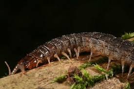 Black And Yellow Striped Millipede Scolopendra Afer Tanzania With Images Centipede Western Ghats Lizard