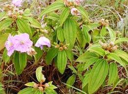 Image result for Persicaria hystricula