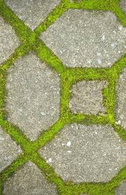 How To Grow Moss Between Pavers | Unilock