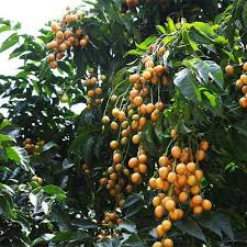 Image result for Clausena