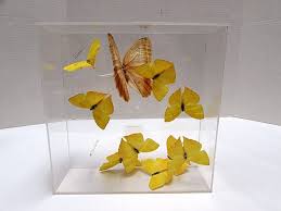 Maybe you would like to learn more about one of these? Sold Price Butterflies Butterfly Taxidermy Display Case Real Invalid Date Edt