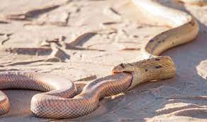 Maybe you would like to learn more about one of these? Cobra Eats Mole Snake In Shocking Photographs From Kgalagadi Transfrontier Park Afirca Nature News Express Co Uk