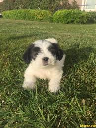 Morkie 243050 Bikopek Com