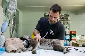 Maybe you would like to learn more about one of these? Best Veterinary Colleges Schools In The U S