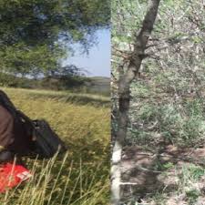 Image result for Dyschoriste multicaulis