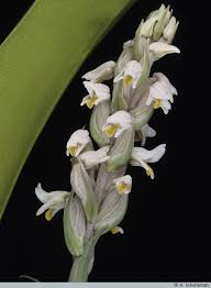 Image result for Zeuxine