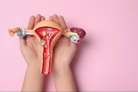 Image result for uterus