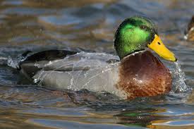 Soll Man Enten Futtern Lbv Gemeinsam Bayerns Natur Schutzen