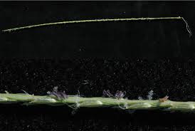 Image result for Digitaria milanjiana