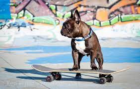 The breed is the result of a cross between toy bulldogs imported from england, and local ratters in paris, france, in the 1800s. Badass Frenchie French Bulldog I Love Dogs Pets