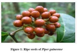 Image result for Piper guineense