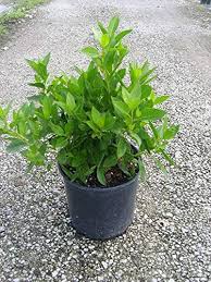 Image result for Conocarpus
