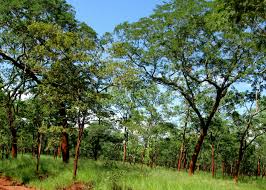 Image result for Monotes glaber