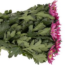 Chrys.Deko lila Saba (Deko Chrysanthemen)