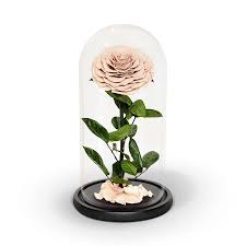Free shipping australia wide for orders over $55. Nude Preserved Rose In Glass Dome