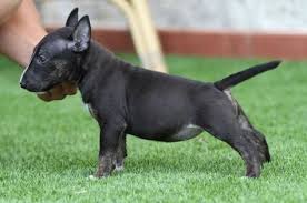Black And White English Bull Terrier Puppy Look At The Stance Of This Fellow A Champ Miniature Bull Terrier Bull Terrier Black Bull Terrier