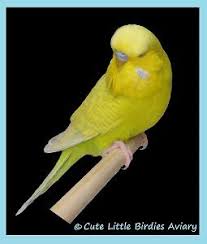 pin on parakeets