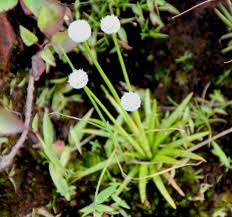 Image result for Eriocaulon truncatum