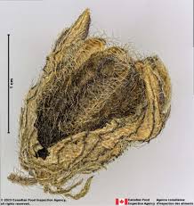 Image result for Hibiscus tridactylites