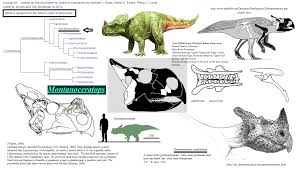 Clearly, these differently sized dinosaurs occupied different ecological niches, and did not directly compete with one another for food and other resources. Amnh Montanoceratops Http The Dinosauria Tripod Com Montanoceratops Html Http Www Paleofile Com Dinosaurs Ornithopods Montanoce Paleontologia Arqueologia