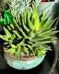Image result for Aloe nuttii