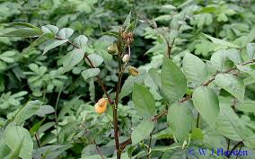 Image result for Senna occidentalis