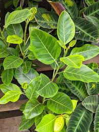 How To Care For The Stunning Variegated Ficus Altissima Yellow Gem