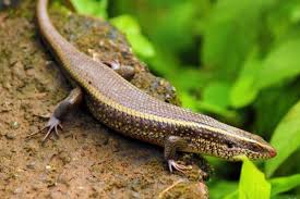 Rắn mối vào nhà là tốt hay xấu? Ẩn ý thú vị nhiều người tò mò