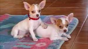 Cuando Dejara De Crecer Tu Chihuahua Como Saberlo