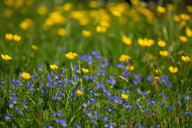 Huge sale on lawn flowers now on. Low Mow Flower Lawns Kiri