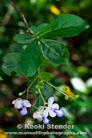 Image result for Rotheca myricoides